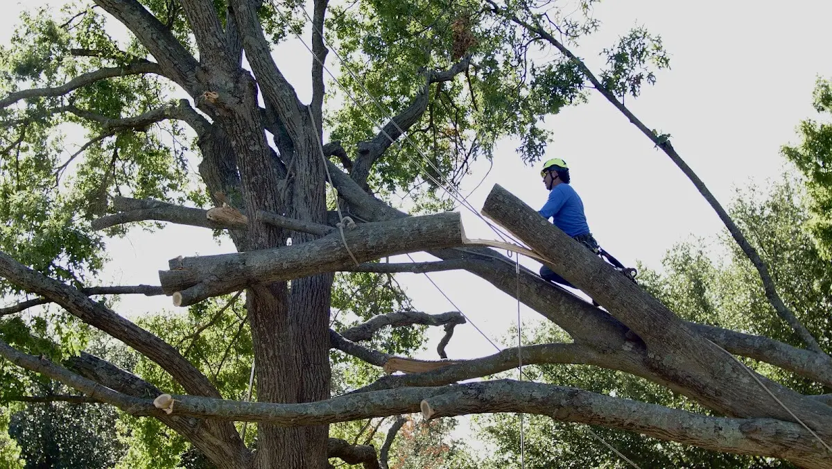 Professional Hazardous Tree Removal performed by certified arborists in Millstone